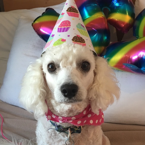 Meet Molly❤️ - Picture 7 of 16